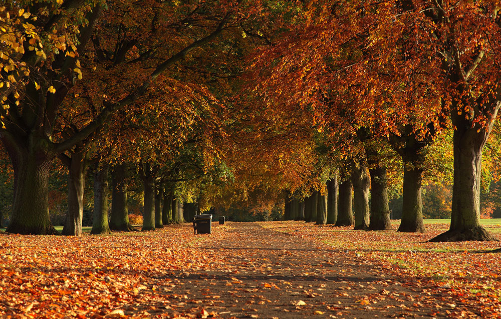 Denny Knight